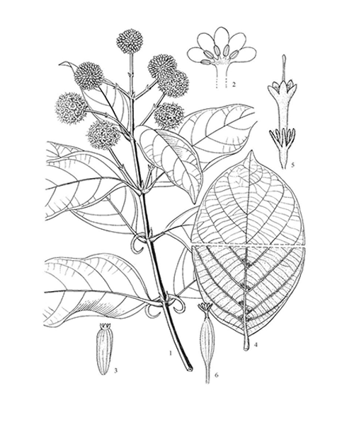Natural compounds from  Uncaria rhynchophylla